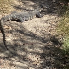 Varanus rosenbergi (Heath or Rosenberg's Monitor) at Tidbinbilla Nature Reserve - 19 Nov 2023 by Miranda2638