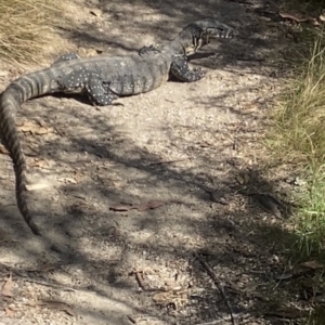 Varanus rosenbergi at Tidbinbilla Nature Reserve - 19 Nov 2023