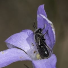 Lasioglossum (Chilalictus) lanarium (Halictid bee) at Croke Place Grassland (CPG) - 17 Nov 2023 by kasiaaus