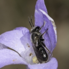 Lasioglossum (Chilalictus) lanarium at Croke Place Grassland (CPG) - 17 Nov 2023