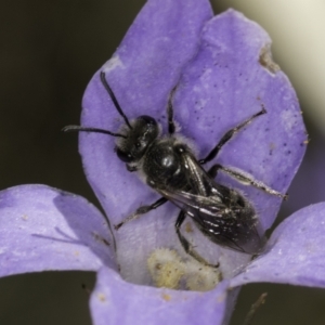 Lasioglossum (Chilalictus) lanarium at Croke Place Grassland (CPG) - 17 Nov 2023