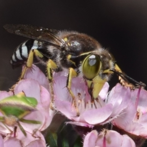 Bembix sp. (genus) at ANBG - 19 Nov 2023