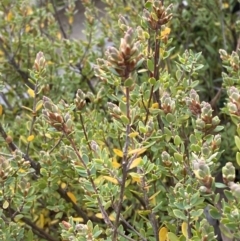 Brachyloma daphnoides (Daphne Heath) at Namadgi National Park - 13 Oct 2023 by Tapirlord