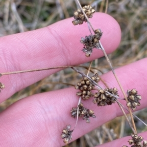 Juncus filicaulis at Namadgi National Park - 13 Oct 2023