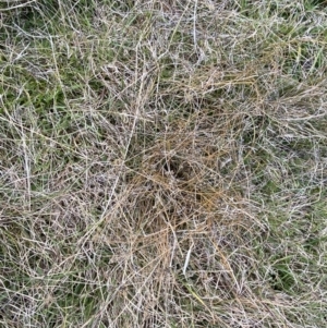 Juncus filicaulis at Namadgi National Park - 13 Oct 2023