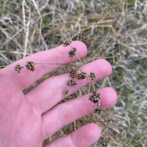 Juncus filicaulis at Namadgi National Park - 13 Oct 2023