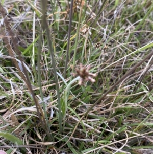 Euchiton japonicus at Namadgi National Park - 13 Oct 2023