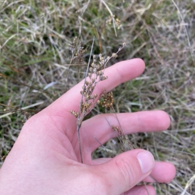 Juncus subsecundus (Finger Rush) at Namadgi National Park - 13 Oct 2023 by Tapirlord