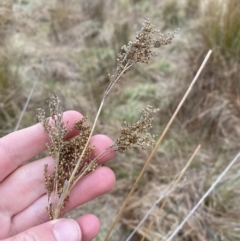 Juncus flavidus (Yellow Rush) at Namadgi National Park - 13 Oct 2023 by Tapirlord