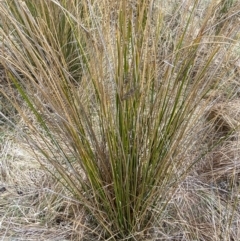 Juncus flavidus at Namadgi National Park - 13 Oct 2023