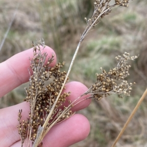 Juncus flavidus at Namadgi National Park - 13 Oct 2023