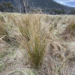 Juncus flavidus at Namadgi National Park - 13 Oct 2023