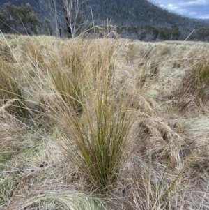 Juncus flavidus at Namadgi National Park - 13 Oct 2023