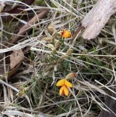 Mirbelia oxylobioides at Namadgi National Park - 13 Oct 2023