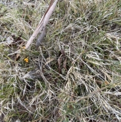 Mirbelia oxylobioides at Namadgi National Park - 13 Oct 2023