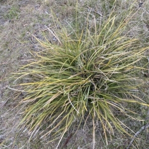 Lomandra multiflora at Namadgi National Park - 13 Oct 2023 04:38 PM