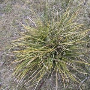 Lomandra multiflora at Namadgi National Park - 13 Oct 2023 04:38 PM