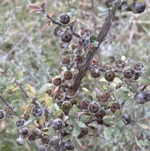 Leptospermum myrtifolium at Namadgi National Park - 13 Oct 2023 04:38 PM