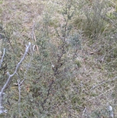 Leptospermum myrtifolium at Namadgi National Park - 13 Oct 2023 04:38 PM