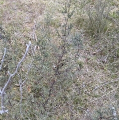 Leptospermum myrtifolium at Namadgi National Park - 13 Oct 2023 04:38 PM