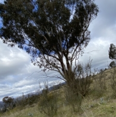 Eucalyptus rubida subsp. rubida (Candlebark) at Namadgi National Park - 13 Oct 2023 by Tapirlord