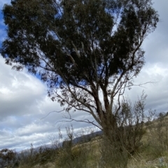 Eucalyptus rubida subsp. rubida at Namadgi National Park - 13 Oct 2023