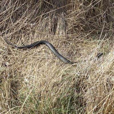 Austrelaps ramsayi (Highlands Copperhead) at Namadgi National Park - 13 Oct 2023 by Tapirlord