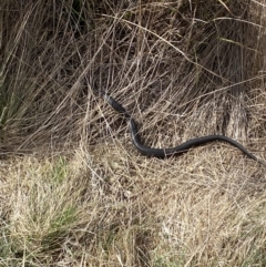 Austrelaps ramsayi at Namadgi National Park - 13 Oct 2023