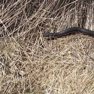 Austrelaps ramsayi at Namadgi National Park - 13 Oct 2023