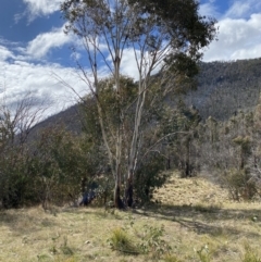 Eucalyptus pauciflora subsp. pauciflora (White Sally, Snow Gum) at Namadgi National Park - 13 Oct 2023 by Tapirlord