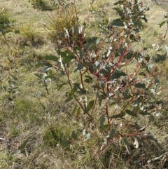 Eucalyptus pauciflora subsp. pauciflora at Namadgi National Park - 13 Oct 2023 03:23 PM