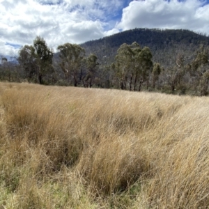 Carex tereticaulis at Namadgi National Park - 13 Oct 2023 03:16 PM