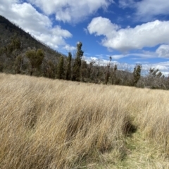 Carex tereticaulis at Namadgi National Park - 13 Oct 2023 03:16 PM