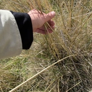 Carex tereticaulis at Namadgi National Park - 13 Oct 2023 03:16 PM