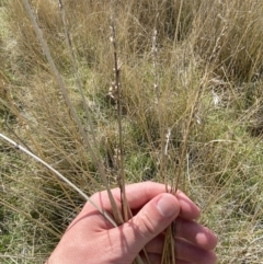 Carex tereticaulis at Namadgi National Park - 13 Oct 2023 03:16 PM