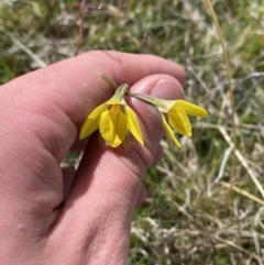 Diuris subalpina at Namadgi National Park - 13 Oct 2023