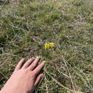 Diuris subalpina at Namadgi National Park - 13 Oct 2023