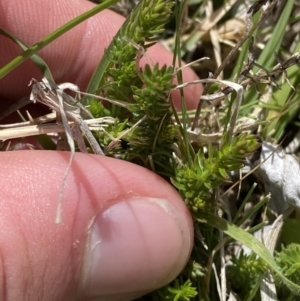 Asperula conferta at Namadgi National Park - 13 Oct 2023