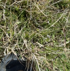 Asperula conferta at Namadgi National Park - 13 Oct 2023