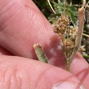 Luzula meridionalis at Namadgi National Park - 13 Oct 2023