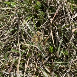 Luzula meridionalis at Namadgi National Park - 13 Oct 2023