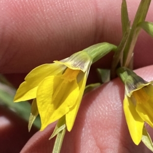 Diuris subalpina at Namadgi National Park - 13 Oct 2023