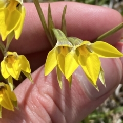 Diuris subalpina at Namadgi National Park - 13 Oct 2023