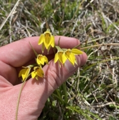 Diuris subalpina at Namadgi National Park - 13 Oct 2023