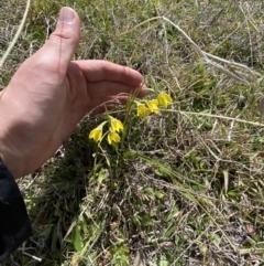 Diuris subalpina at Namadgi National Park - 13 Oct 2023