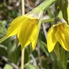 Diuris subalpina at Namadgi National Park - 13 Oct 2023