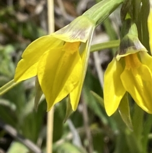 Diuris subalpina at Namadgi National Park - 13 Oct 2023