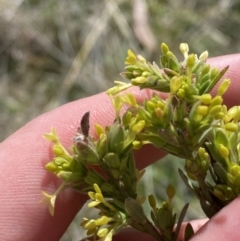 Pimelea curviflora var. gracilis (Curved Rice-flower) at Namadgi National Park - 13 Oct 2023 by Tapirlord