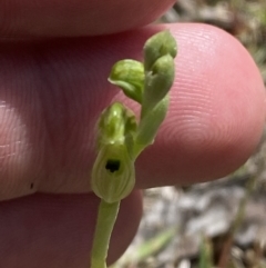 Hymenochilus bicolor (Black-tip Greenhood) at Mount Taylor - 8 Oct 2023 by Tapirlord