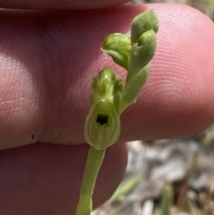 Hymenochilus bicolor at Mount Taylor - 8 Oct 2023